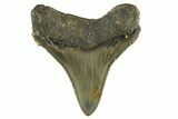 Serrated, Fossil Megalodon Tooth - North Carolina #308582-1